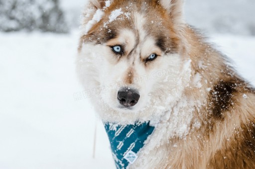 哈士奇是哪里的犬，哈士奇是什么国家的