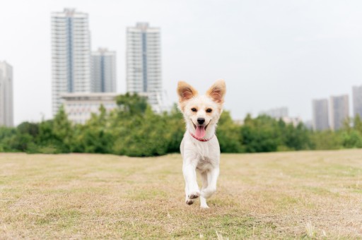 聪明犬排行榜	，十大聪明犬排名第一