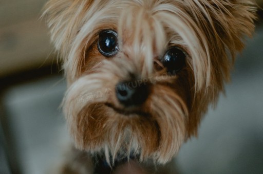 藏獒和高加索犬哪个厉害	，藏獒和高加索犬哪个厉害些