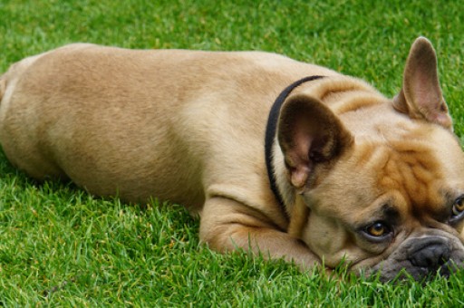 莱州红犬	，莱州红犬多少钱一只