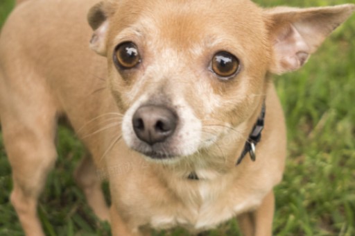 苏格兰牧羊犬多少钱，苏格兰牧羊犬多少钱一只幼犬